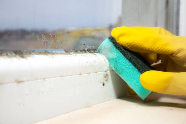 Professional Mold Remediation in Sheffield, IA