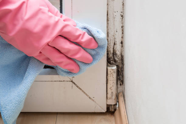Best Mold Testing and Inspection Services in Sheffield, IA